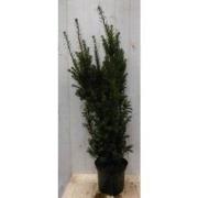 Taxus 100 cm