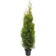 Thuja occidentalis King of Brabant pbr 150-175 cm Conifeer