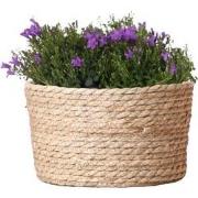 Campanula Addenda Ambella Intense purple - Rieten schaal met Campanula...
