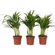 Areca goudpalm - Set van 3 - Dypsis lutescens - Hoogte 30-45cm - ?12cm