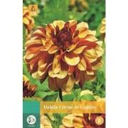 Dahlia Creme De Cognac