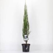 Juniperus scopulorum blue arrow 75 cm