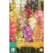 Gladiolus Ruffled Mix