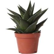 Kolibri Greens | Groene plant - Succulent Haworthia Limifolia - potmaa...