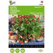 5 stuks - Hangaardbei Ruby Ann F1 roodbloeiend Tuinplus