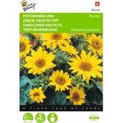 2 stuks - Helianthus Annuus Pacino, Lage Potzonnebloem