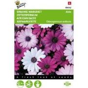 5 stuks - Osteospermum Akila mix Spaanse Margriet Tuinplus