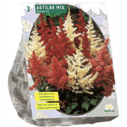 3 stuks - Zomer Bloembollen Astilbe, Gemengd per 3