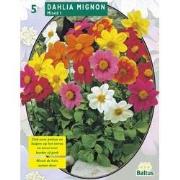 2 stuks - Zomer Bloembollen Dahlia Mignon Mix per 3