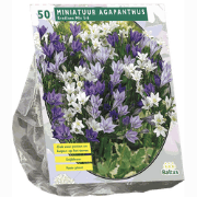 3 stuks - Brodiaea Mix per