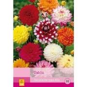 2 stuks - 5 Dahlia Decorative Type Mix