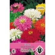 5 stuks - Zinnia elegans Cactus Mix