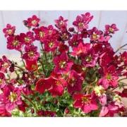 3 stuks! Saxifraga rood vaste plant