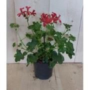 3 stuks! Oostenrijkse geranium hangplant rood