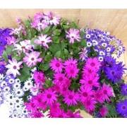 Senetti Senecio 6 potjes per tray kleur mix