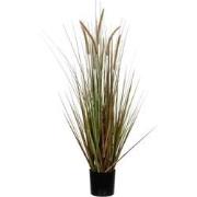 Plume grass dogtail green in pot - h150xd70cm