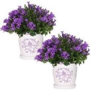 2x Campanula Addenda Ambella Intense purple in Malaga sierpotten - pot...