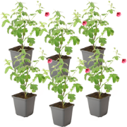 Kaapse malva - Set van 6 - Anisodontea 'El Rayo' - Hoogte 25-40cm - ?9...