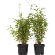 Bamboe - Set van 4 - Fargesia nitida 'Red Dragon' - Hoogte 60-80cm - ?...