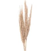 Clayre & Eef Droogbloemen  100 cm Beige Droogbloemen Droogboeket