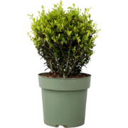 Japanse hulst - Ilex crenata 'Jenny' - Hoogte 30-40cm - ?17cm