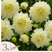 Dahliaknollen - Set van 3 - Dahlia 'White Perfection' - Wit