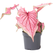 Engelenvleugels - Caladium 'Sweetheart' - Hoogte 25-40cm - ?12cm
