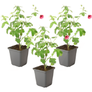 Kaapse malva - Set van 3 - Anisodontea capensis El Rayo - Hoogte 25-40...