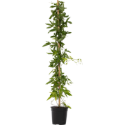 Passiebloem - Passiflora x violacea 'Victoria' - Hoogte 110-120cm - ?1...