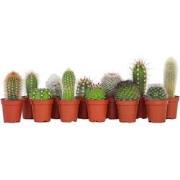 Mix cactus - Set van 12 - Cactus - Hoogte 5-10cm - ?5,5cm