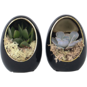 Echeveria - Set van 2 - Echeveria lilacina - Hoogte 12cm