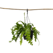 Zaagcactus - Epiphyllum 'Anguliger' - Hoogte 30-40cm - ?15cm