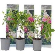 Pluimhortensia - Set van 3 - Hydrangea 'Pink Lady' - Hoogte 25-40cm - ...