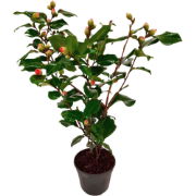 Japanse Roos - Camellia japonica 'Dr. King' - Hoogte 50-60cm - ?15cm
