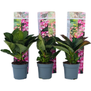 Hortensia - Set van 6 - Hydrangea 'Red Bull' - Hoogte 25-40cm - ?9cm