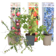 Superfruitstruiken - Set van 6 - Actinidia, Vaccinium - Hoogte 25-40cm...
