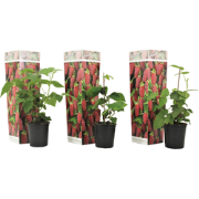 Taybessenplant - Set van 3 - Rubus 'Tayberry' - Hoogte 25-40cm - ?9cm