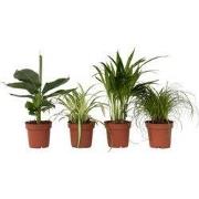 Huisdiervriendelijke planten - Set van 4 - Kamerplanten - Hoogte 25-40...