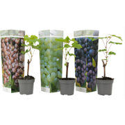 Druivenplant - Set van 3 - Vitis vinifera - Hoogte 25-40cm - ?9cm