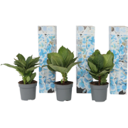 Hortensia - Set van 3 - Hydrangea macrophylla 'Bavaria' - Hoogte 25-40...