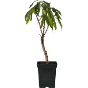Dwergperzik - Prunus 'Bonanza' - Hoogte 60-70cm - ?15cm