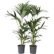 Kentiapalm - Set van 2 - Howea forsteriana - Hoogte 90-100cm - ?18cm