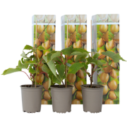 Kiwiplant - Set van 3 - Actinidia deliciosa 'Jenny' - Hoogte 20-40cm -...