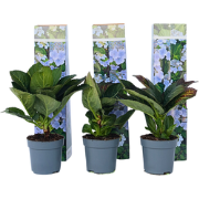 Hortensia - Set van 3 - Hydrangea 'Nizza' - Hoogte 25-40cm - ?9cm