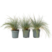 Blauw schapegras - Set van 3 - Festuca 'Elijah Blue' - Hoogte 10-15cm ...