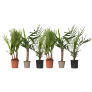 Kamerpalmen - Set van 6 - Indoor Palmmix - Hoogte 50-70cm - ?14cm