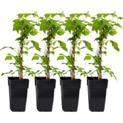 Frambozenplant - Set van 4 - Rubus 'Malling Promise' - Hoogte 50-60cm ...