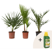 Tuinpalmen met plantenvoeding - Set van 3 - Hoogte 50-70cm - ?15cm