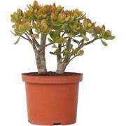 Jadeplant - Crassula ovata 'Sunset' - Hoogte 45-50cm - ?23cm