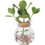 Varkensboom - Clusia rosea 'Princess' - Hoogte 25-35cm - ?20cm